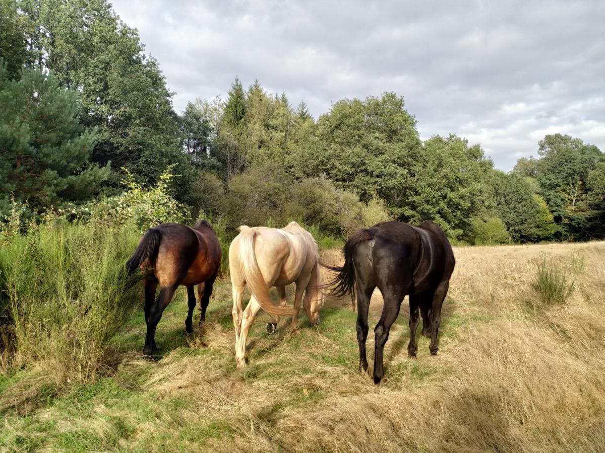 L'Echappee Verte - Gite Equestre 5 Pers Soucht エクステリア 写真