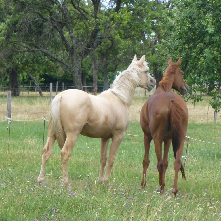 L'Echappee Verte - Gite Equestre 5 Pers Soucht 部屋 写真