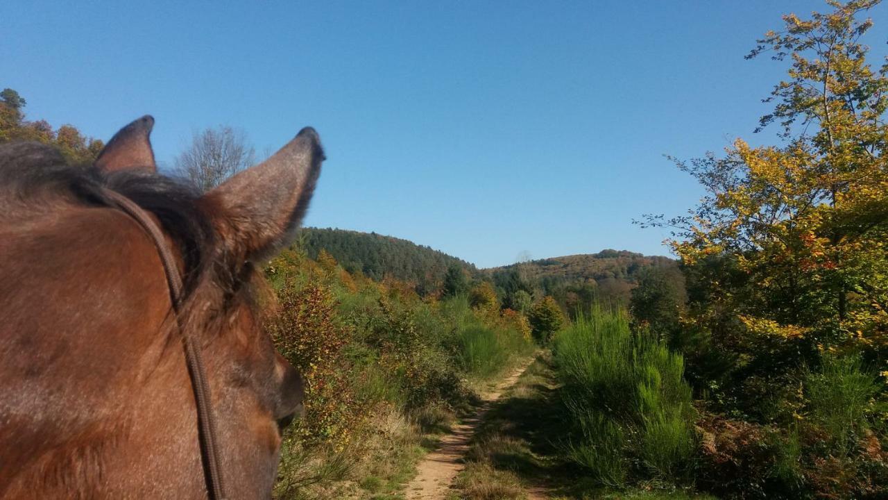 L'Echappee Verte - Gite Equestre 5 Pers Soucht エクステリア 写真